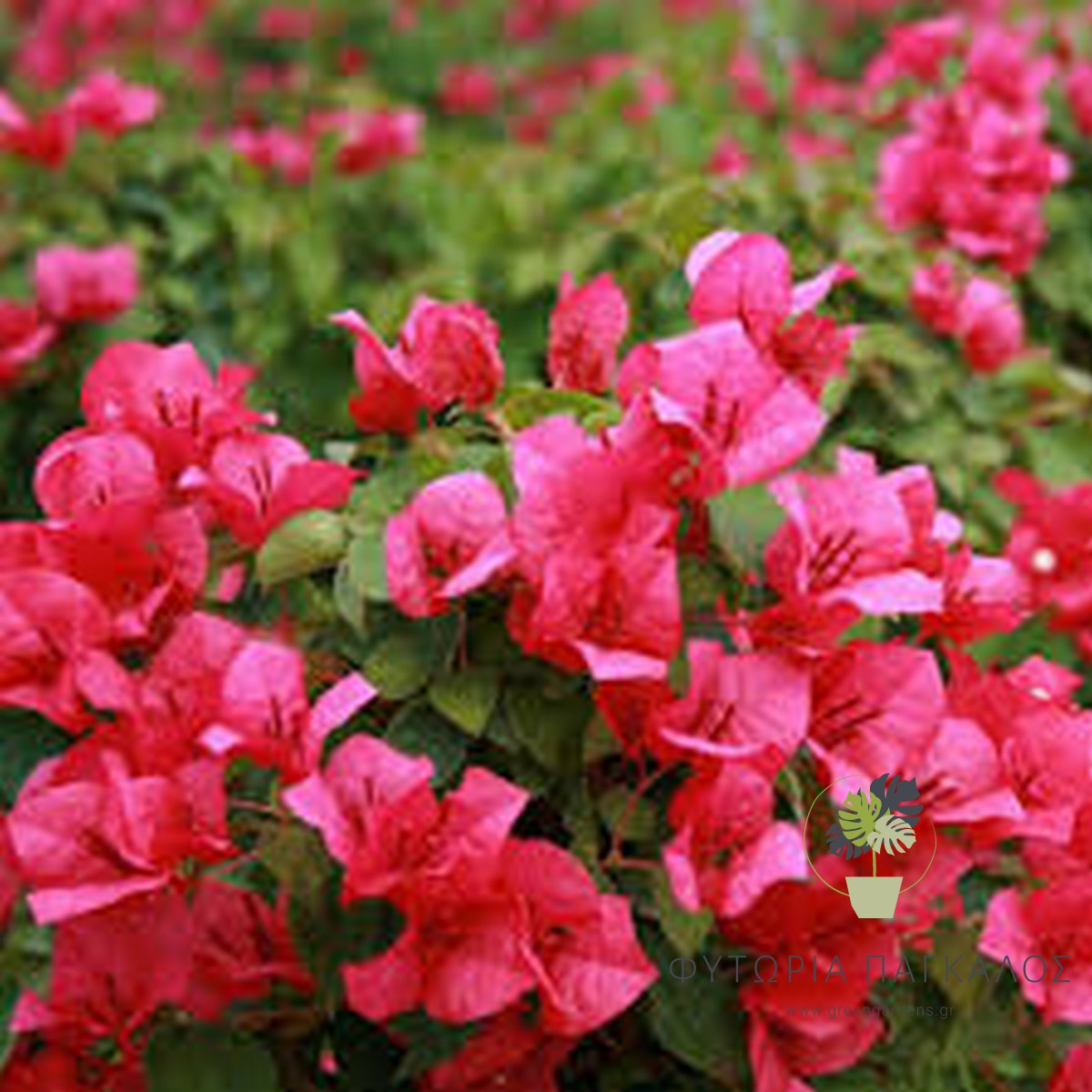 Μπουκαμβίλια Αναρριχώμενη (Bougainvillea sp)– Ανθοφόρο Φυτό για Πέργκολες - 1